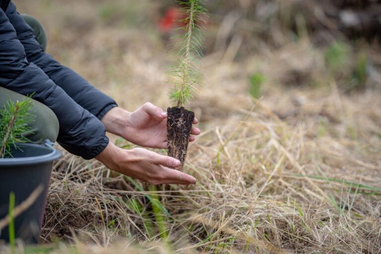 Carrefour reforestación bosques españoles