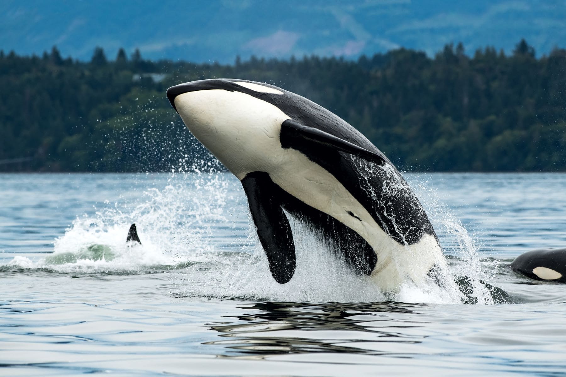 orcas cazar tiburones ballena