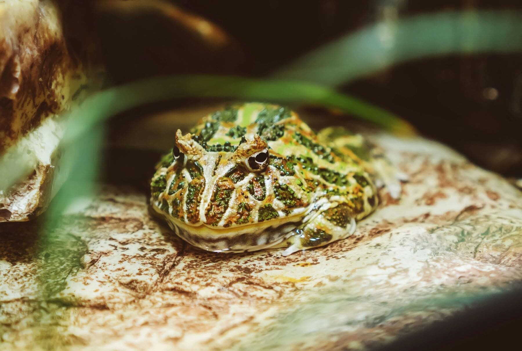 Argentina anfibios litio