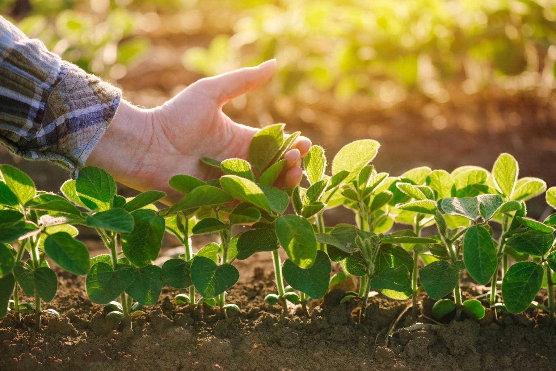 Gestión forestal agricultura regenerativa inundaciones