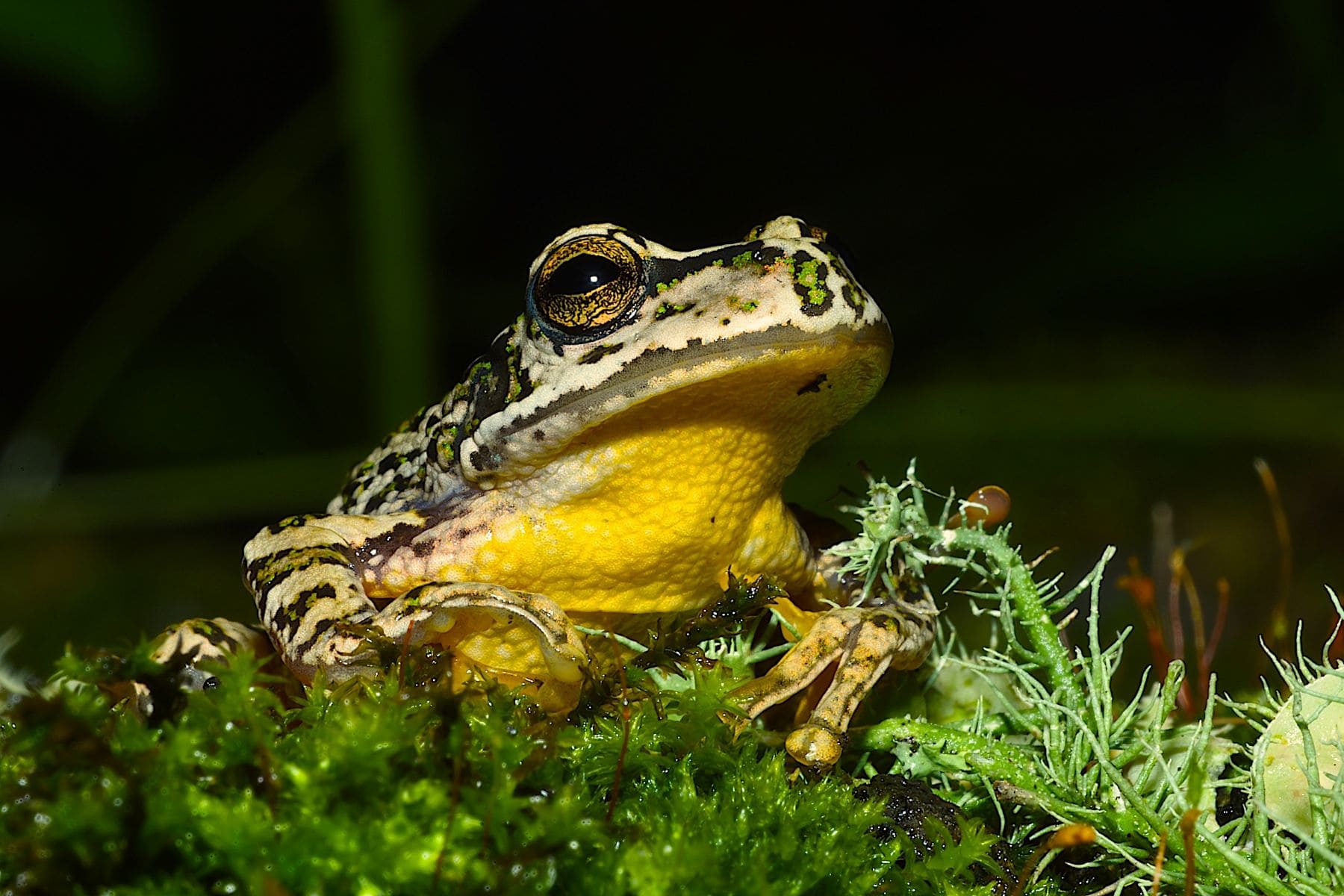 origen andino rana marsupial