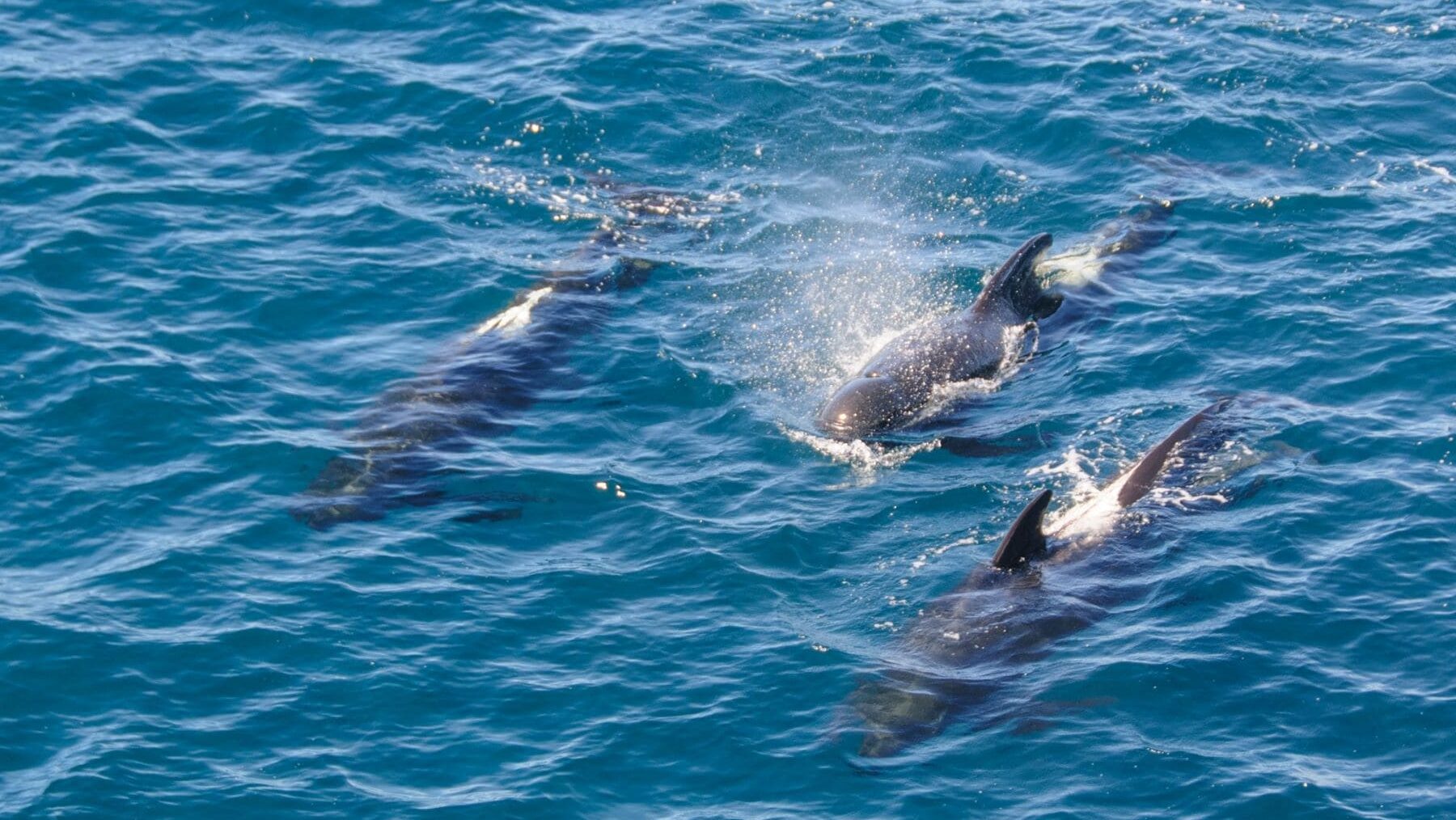 objetivos protección marina España