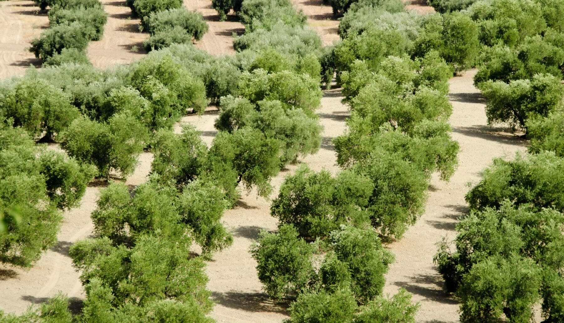 olivar andaluz sumidero carbono CO2