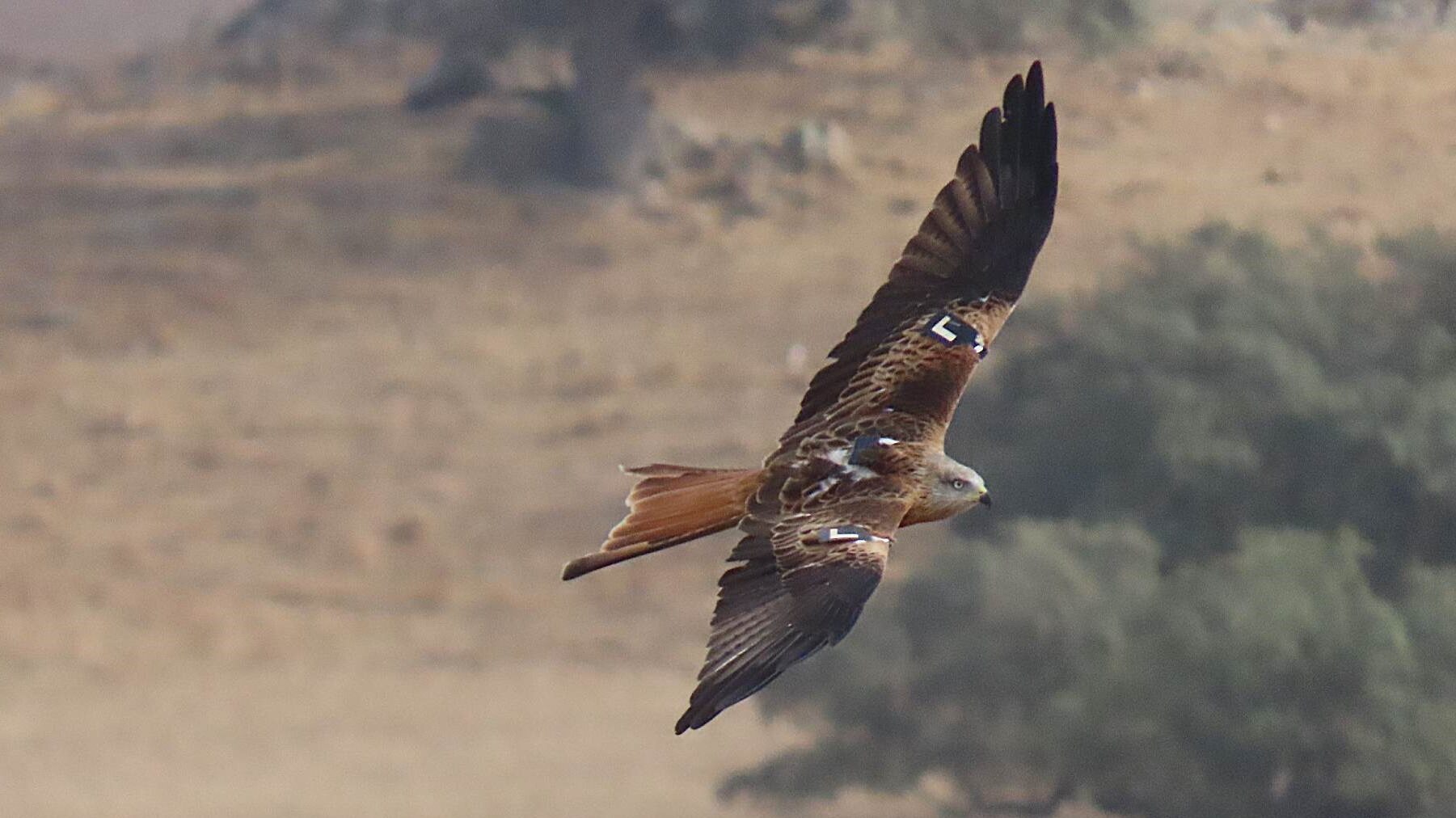 Endesa AMUS aves peligro extinción