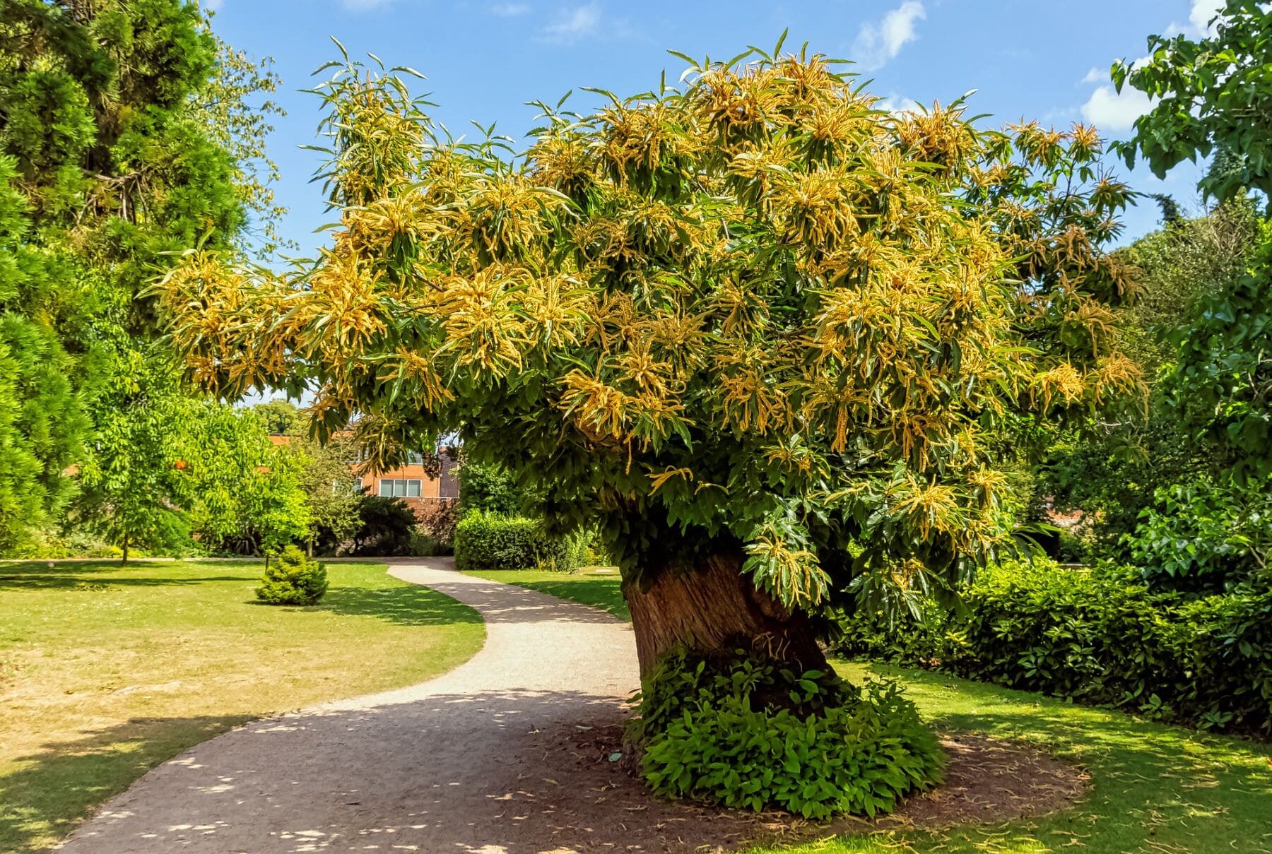 YesWeCast genoma ancestral castaño