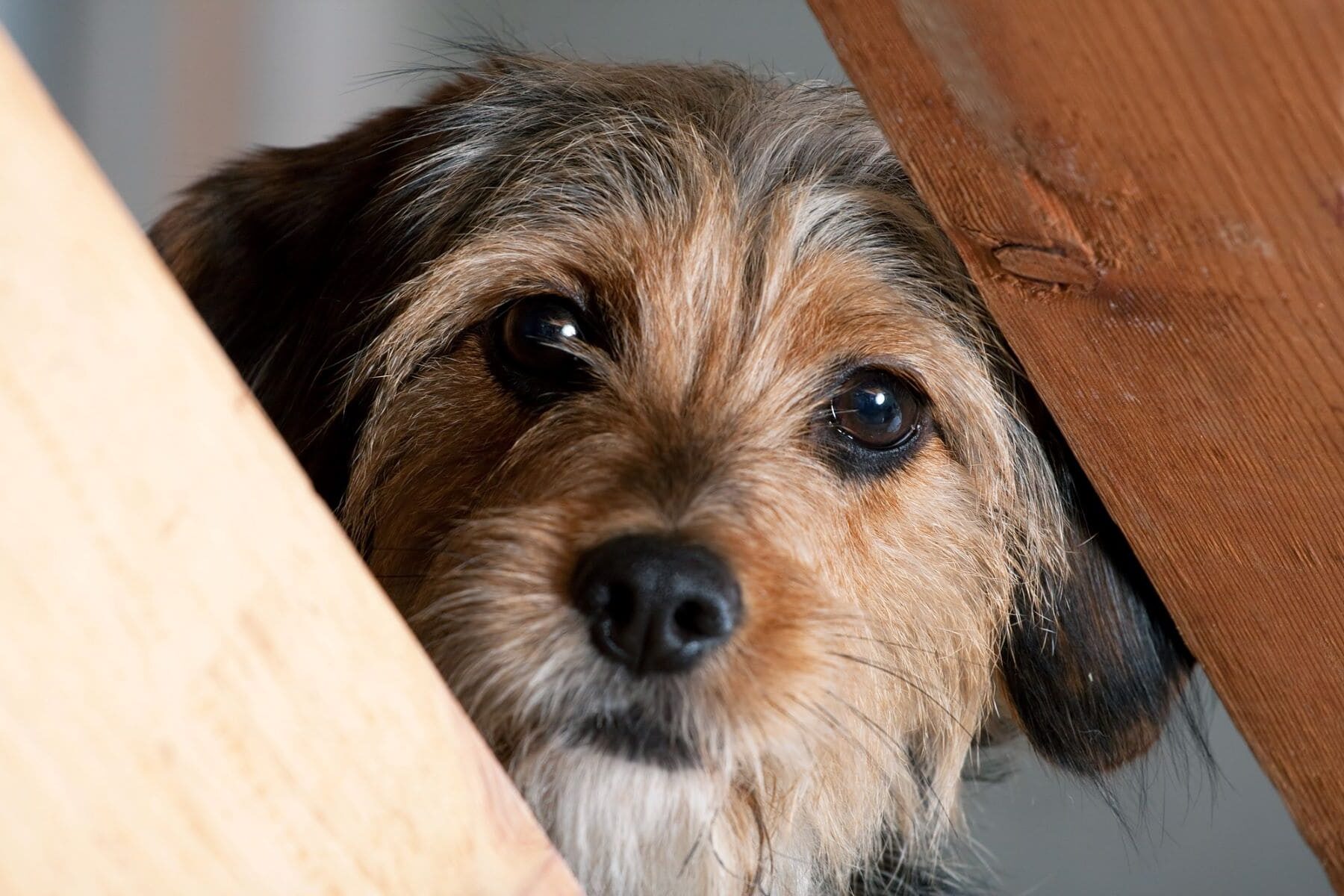 La Rioja perros abandonados