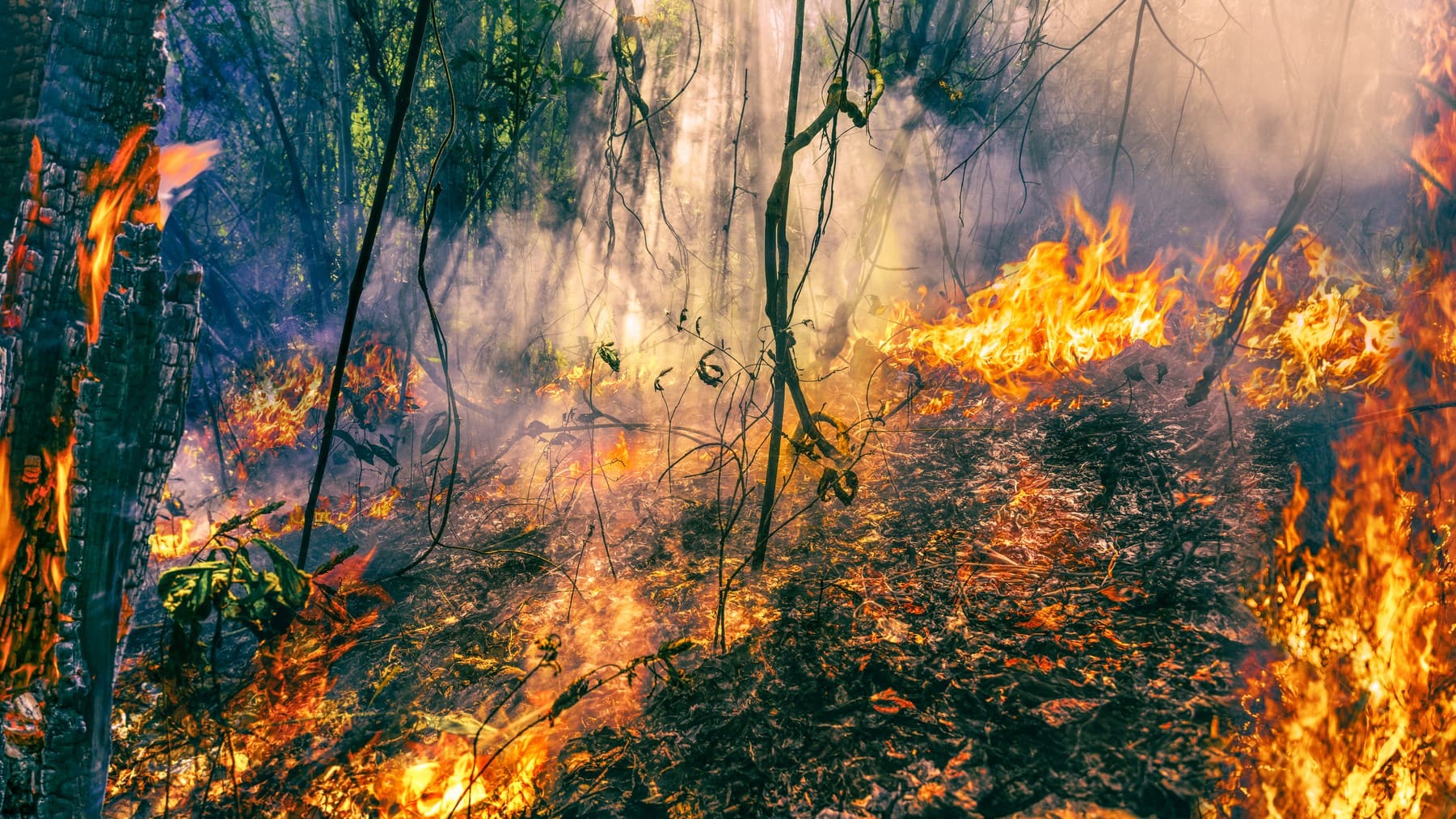 Xunta Galicia Lobios O Carballiño incendios forestales