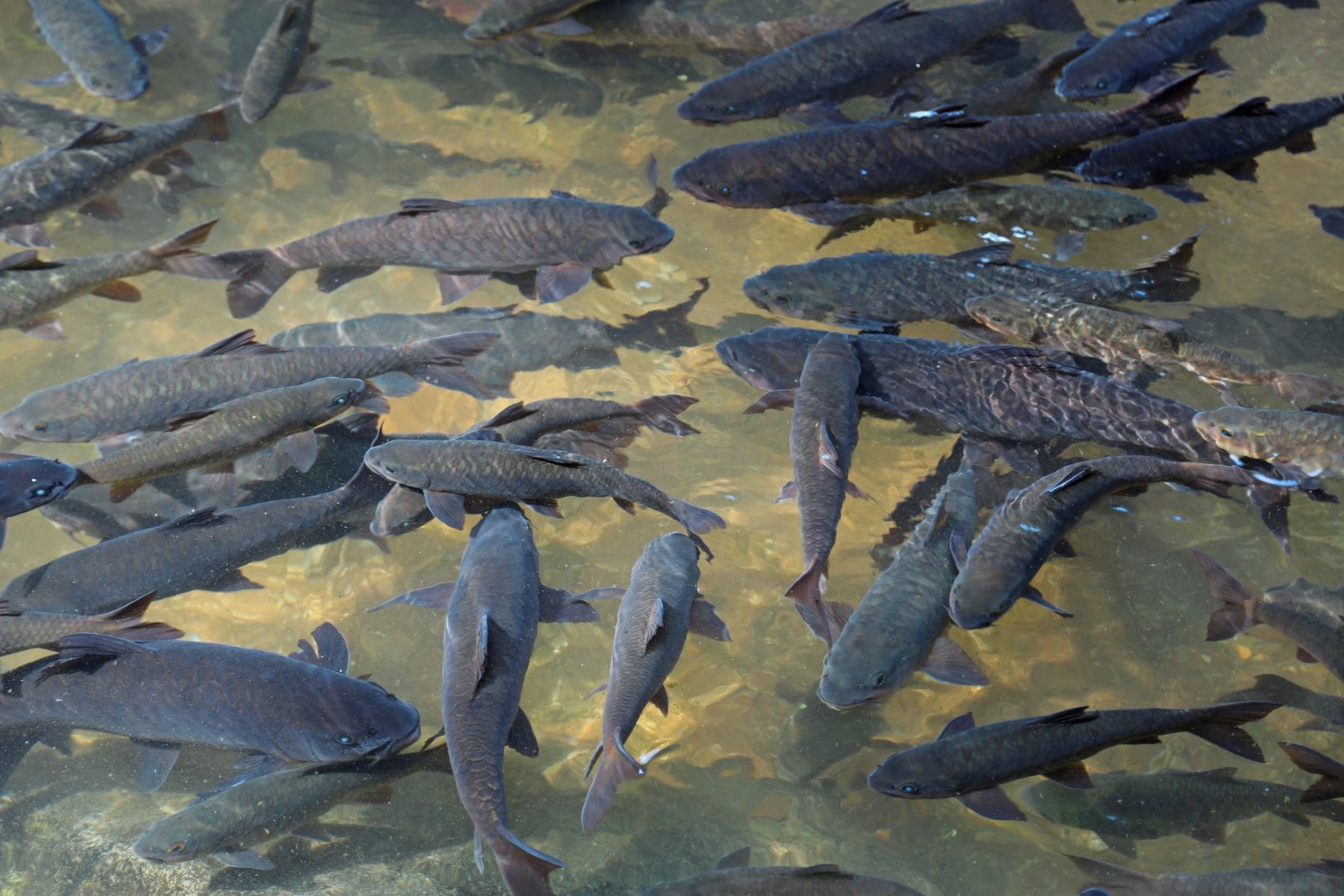 comunidad científica bienestar peces sector acuícola español