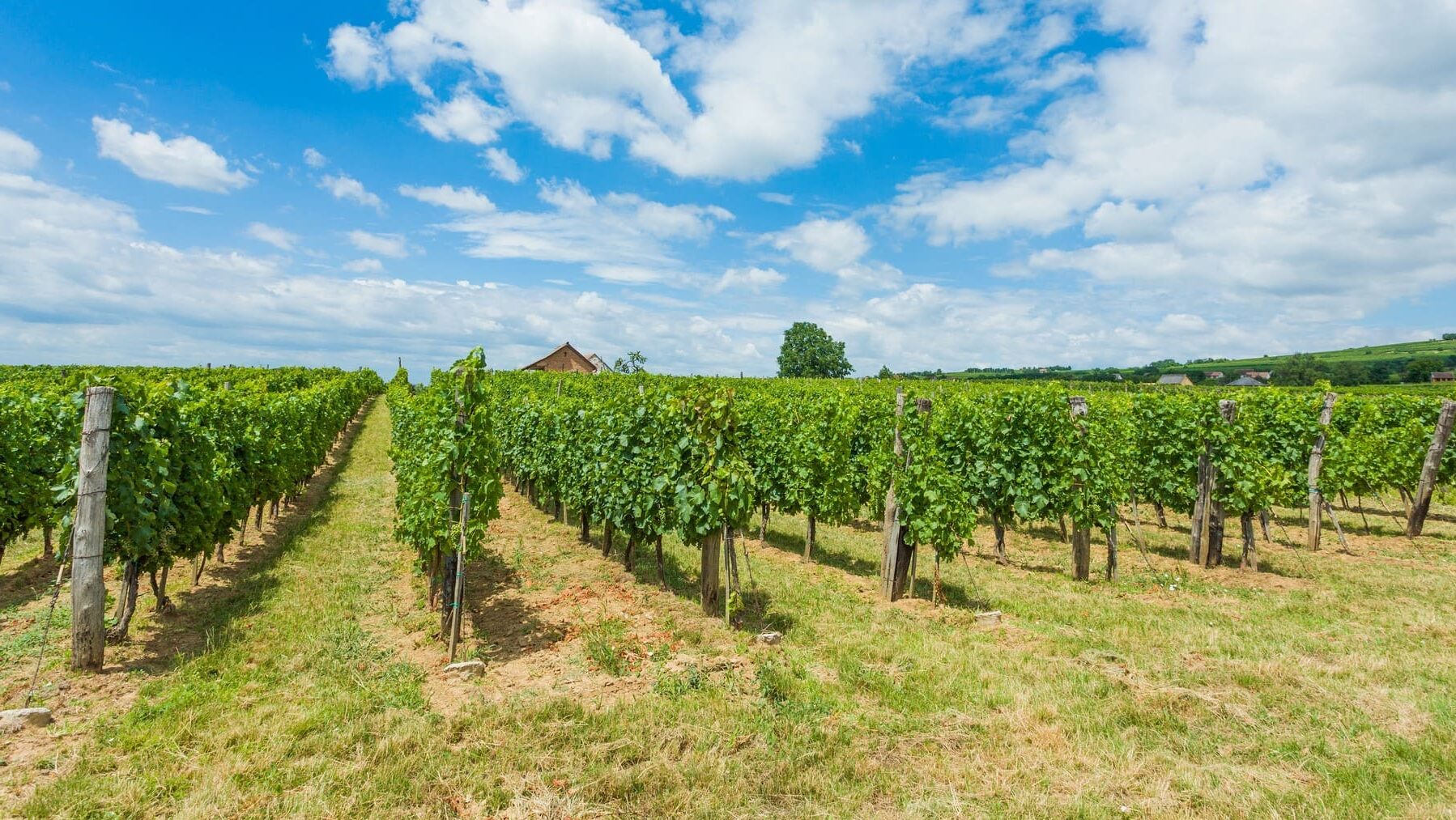 vides cambio climático