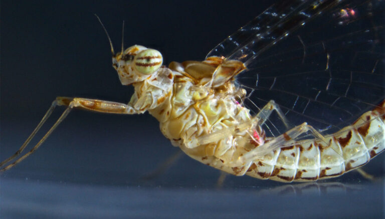 Miaster Insect La regeneración de tejidos en insectos ya no es un ‘misterio ...