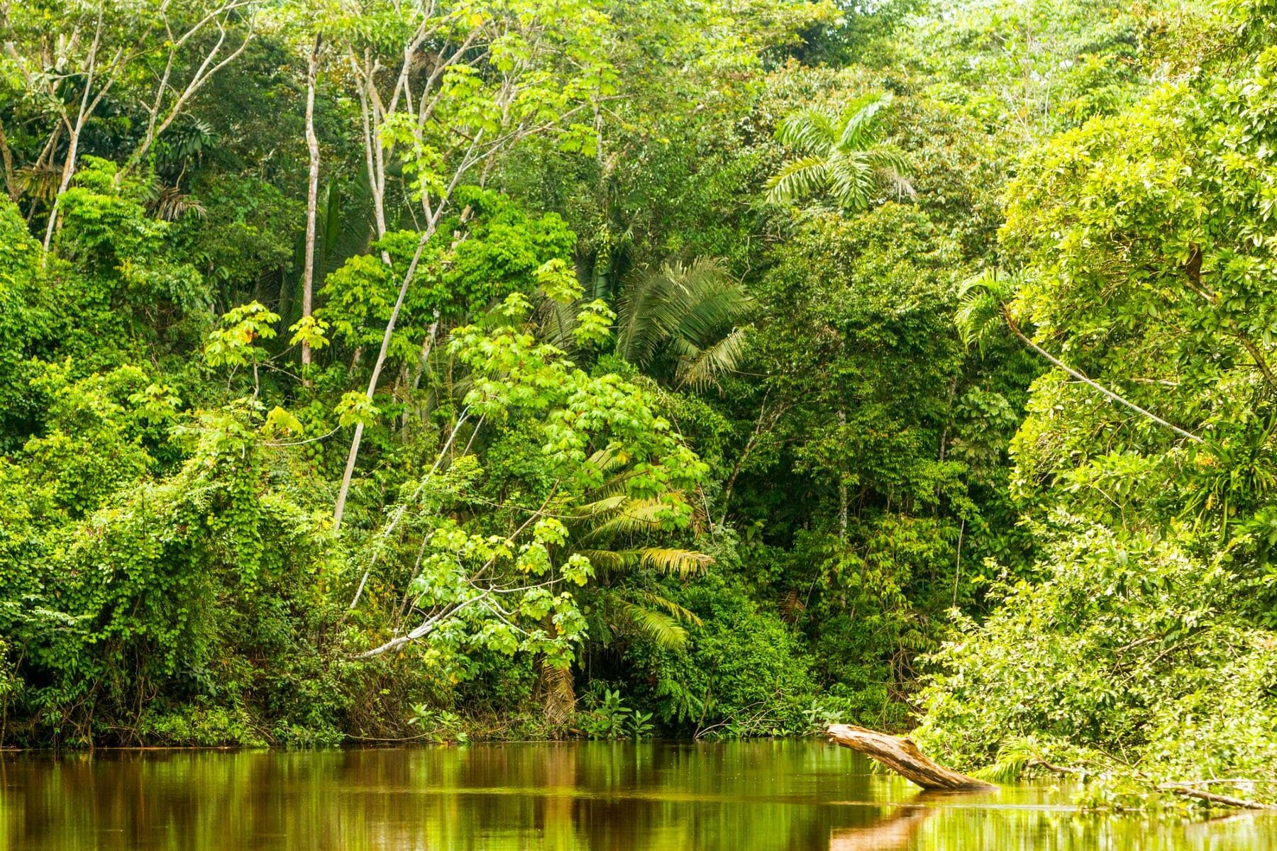 conservación amazónica archipiélagos territorios indígenas