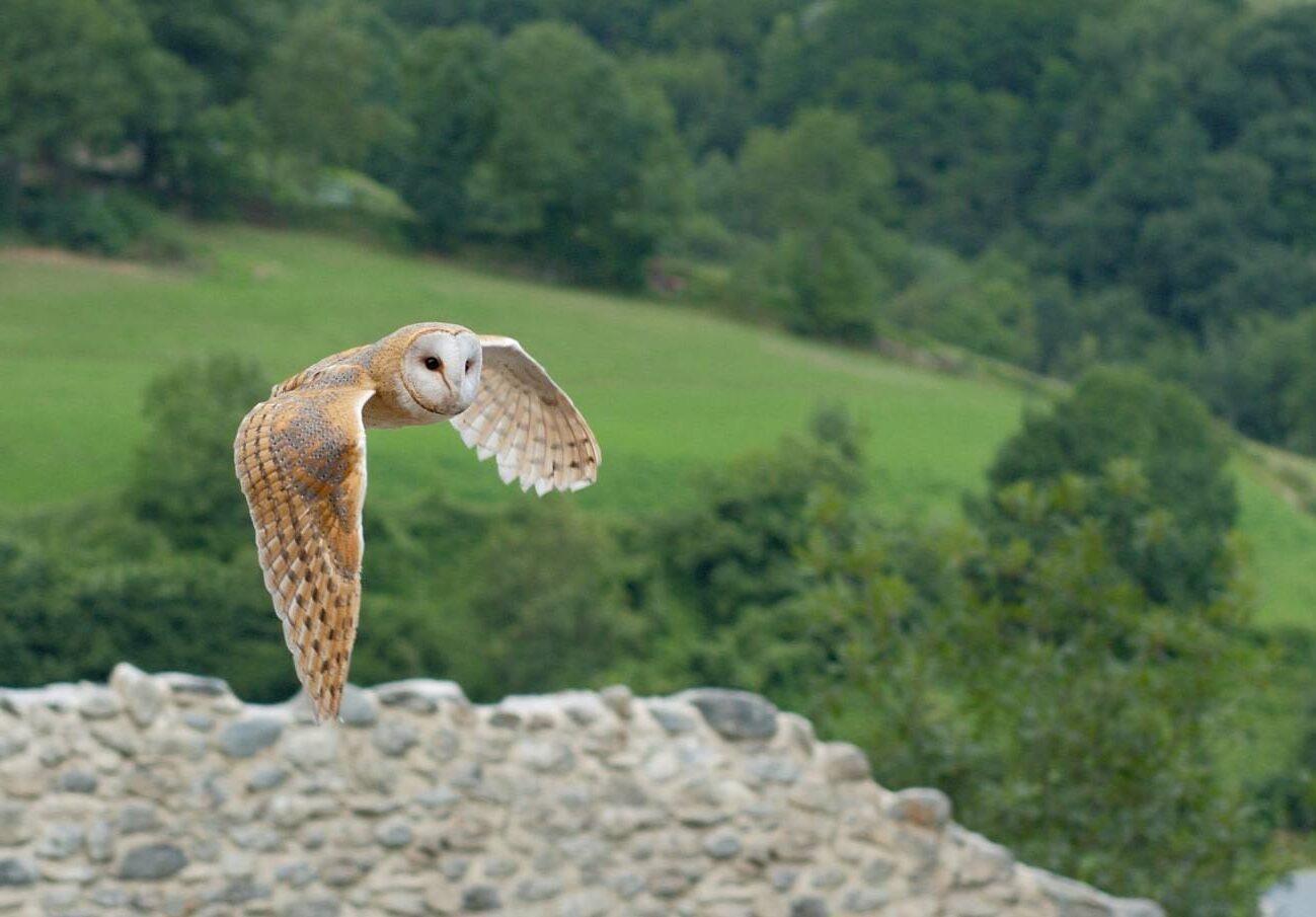 Lechuzas blancas luz luna