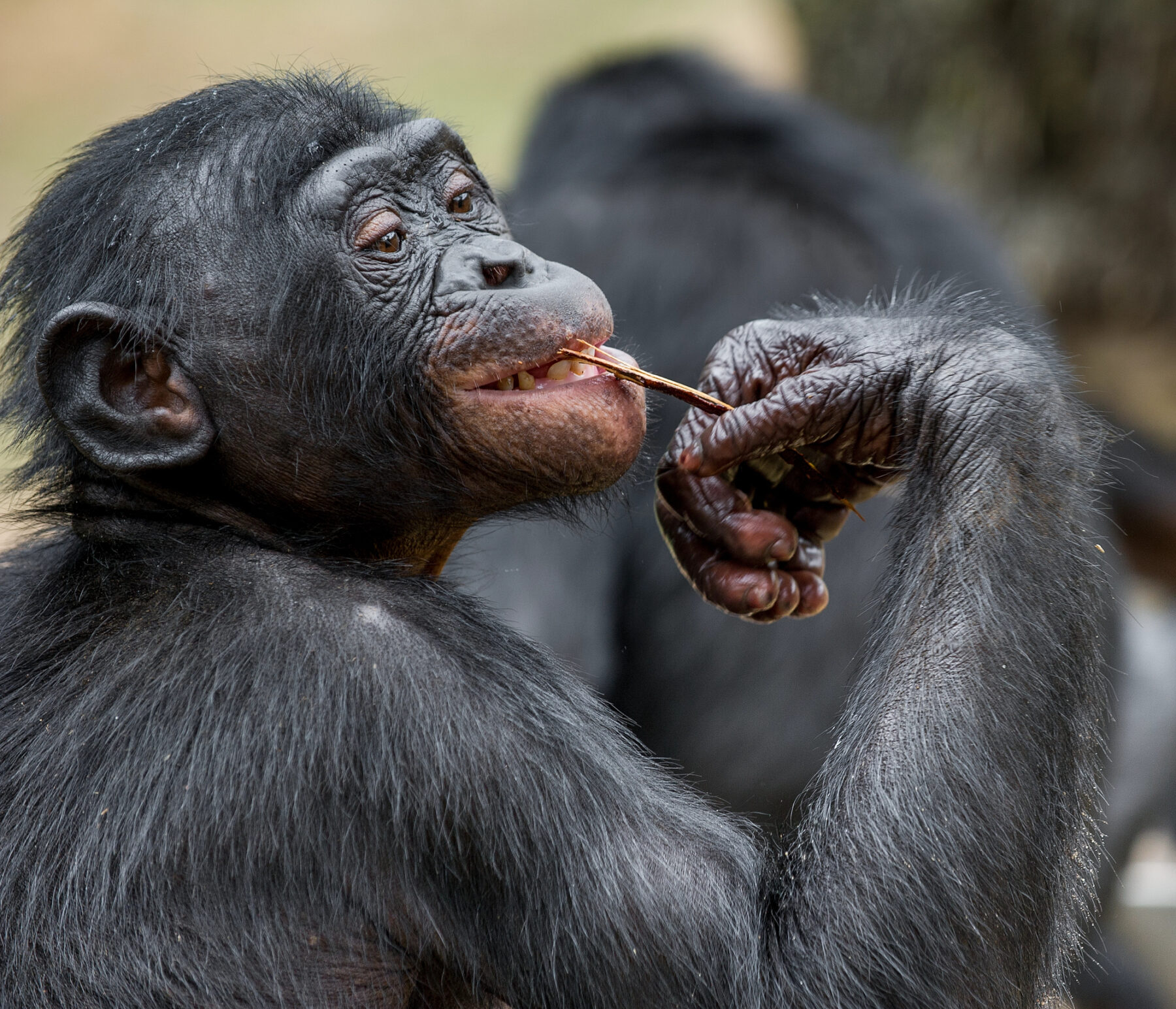 Chimpancés nueces