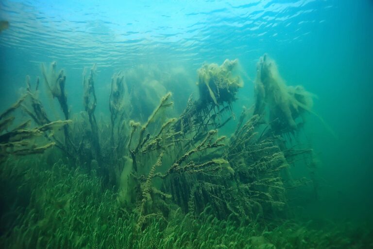 cambio climático praderas marinas almacenar carbono