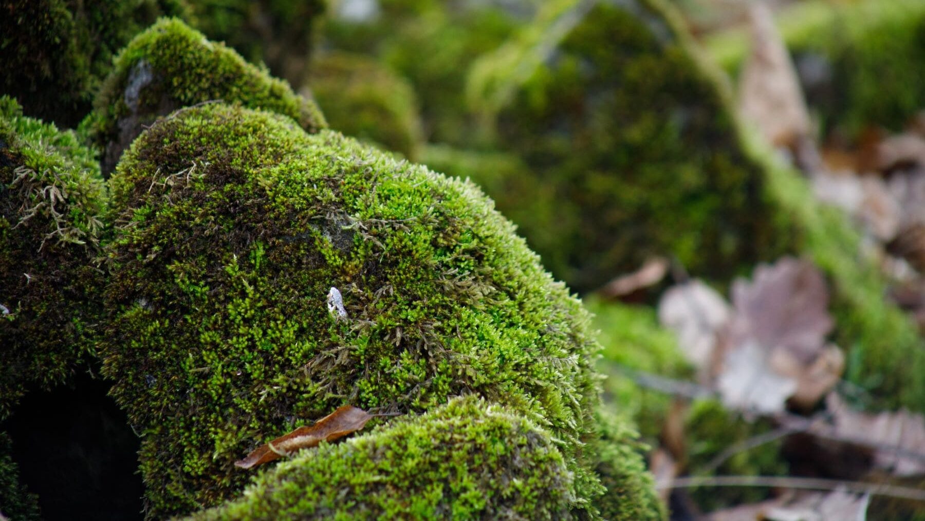 química emisiones Musgo