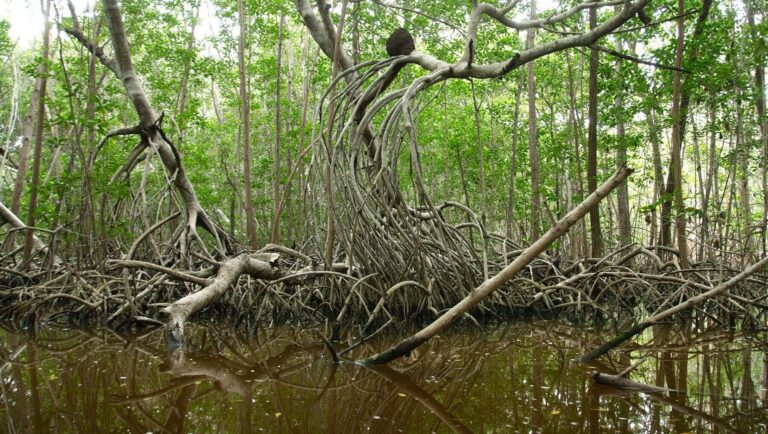 Manglares de Yavaros Moroncarit resiliencia Latinoamérica
