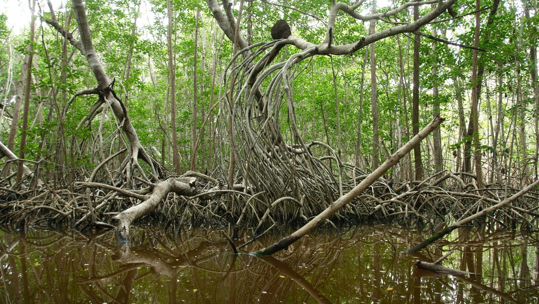 Manglares de Yavaros Moroncarit resiliencia Latinoamérica