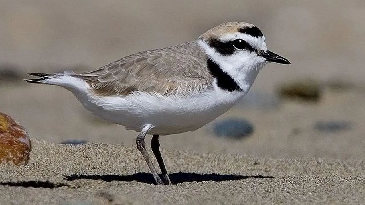 píllara dunas Galicia