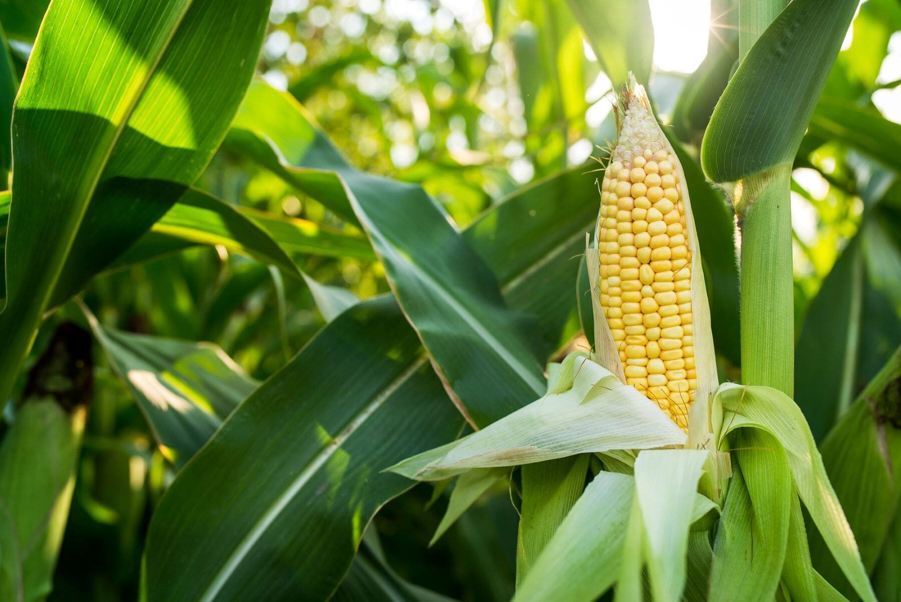 México EEUU maíz transgénico