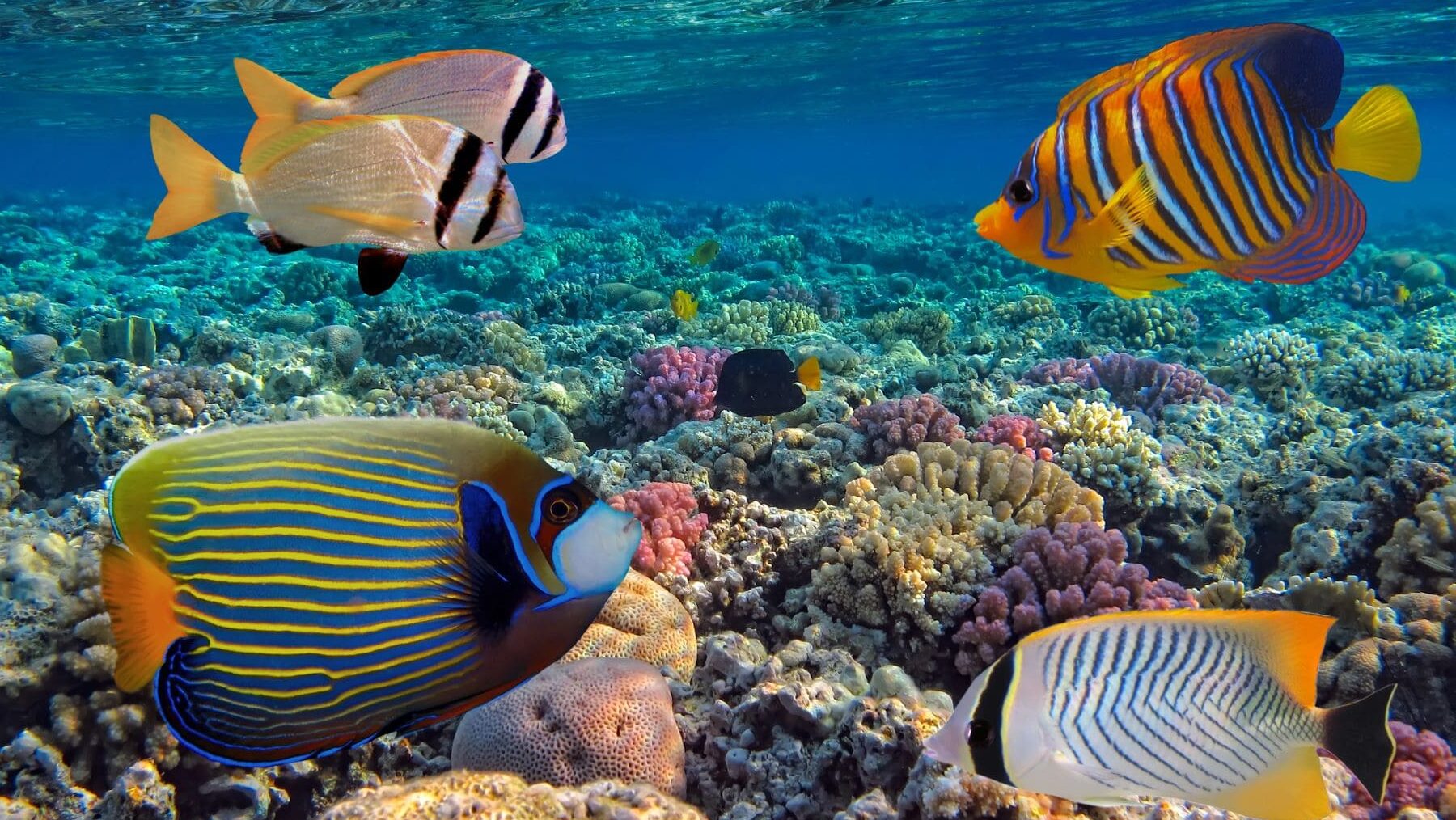 Microsoft SPARROW IA biodiversidad Tierra