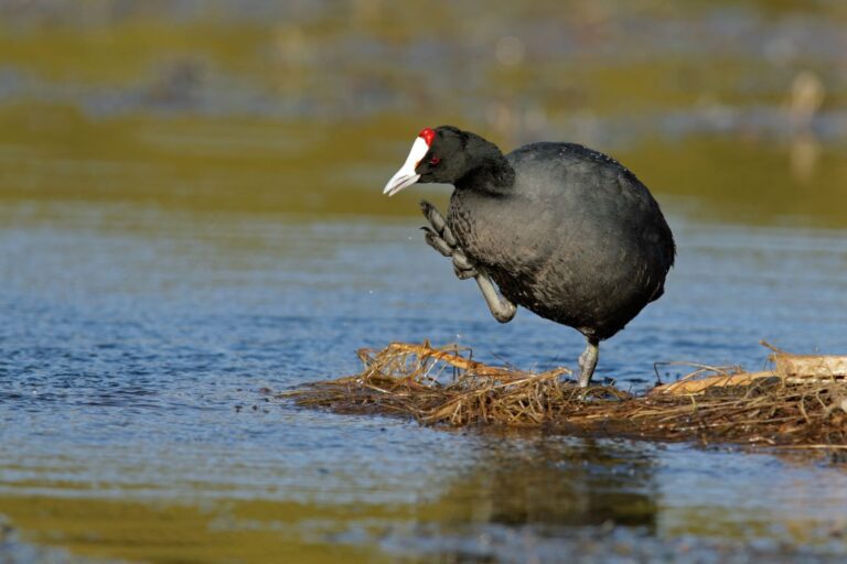 Doñana resiliente cambio climático
