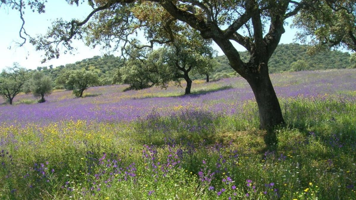 Parque Natural Sierra Cardeña Montoro naturaleza