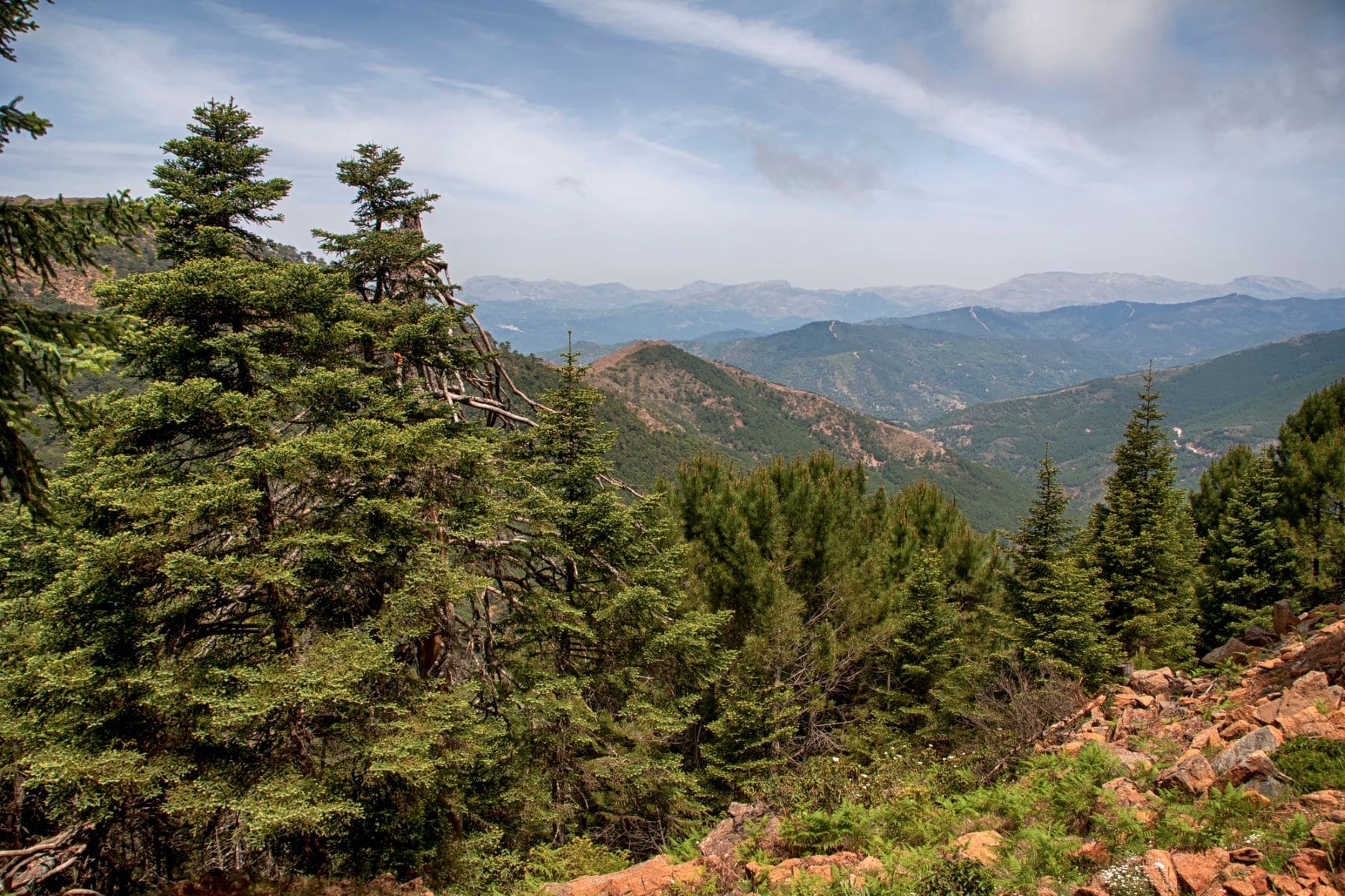 Plan Forestal Andaluz recursos naturales