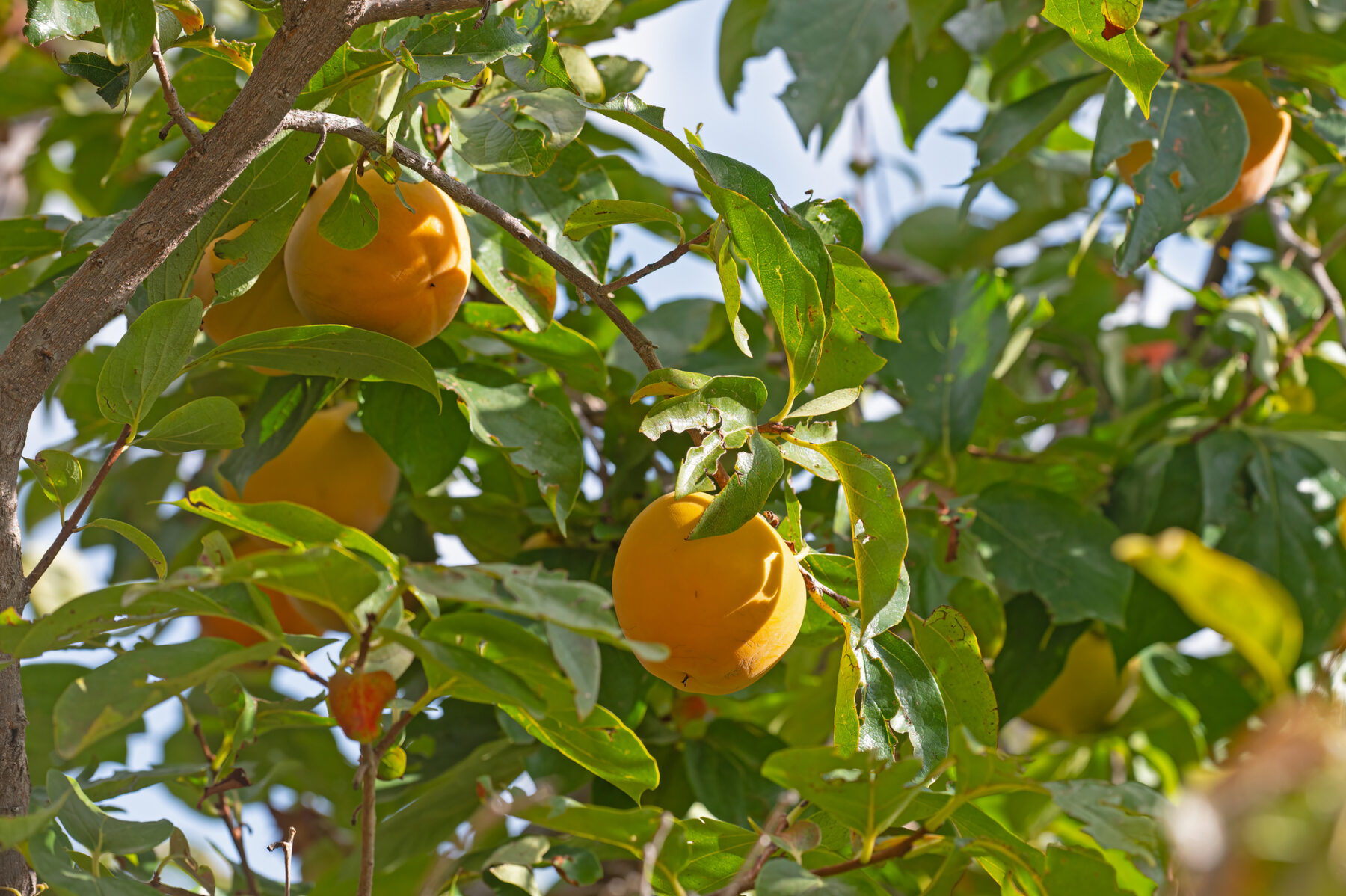 Verduras y frutas ecológicas