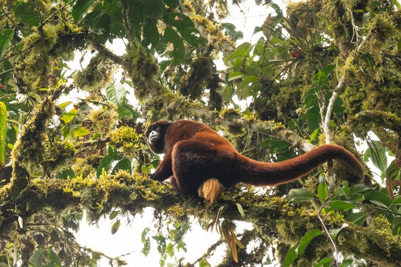 mono de cola amarilla suministro de agua personas