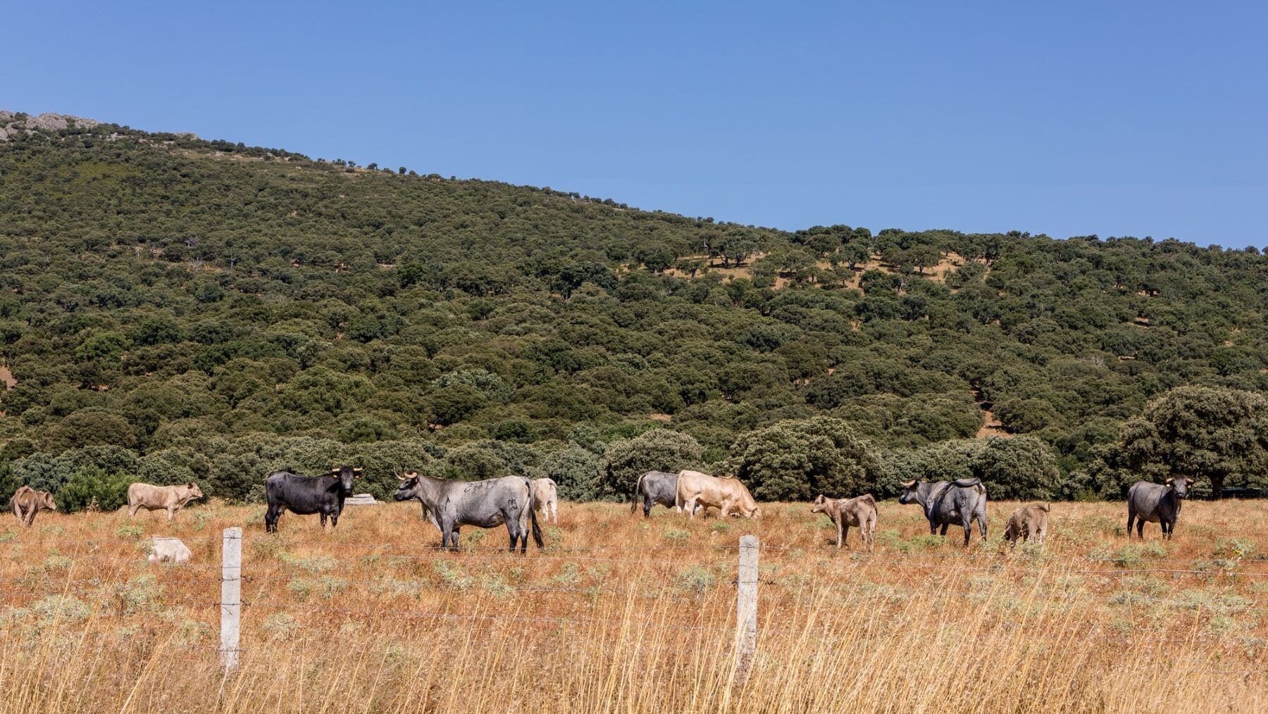 LIFE Agroestepas Ibéricas agroesteparios cereales