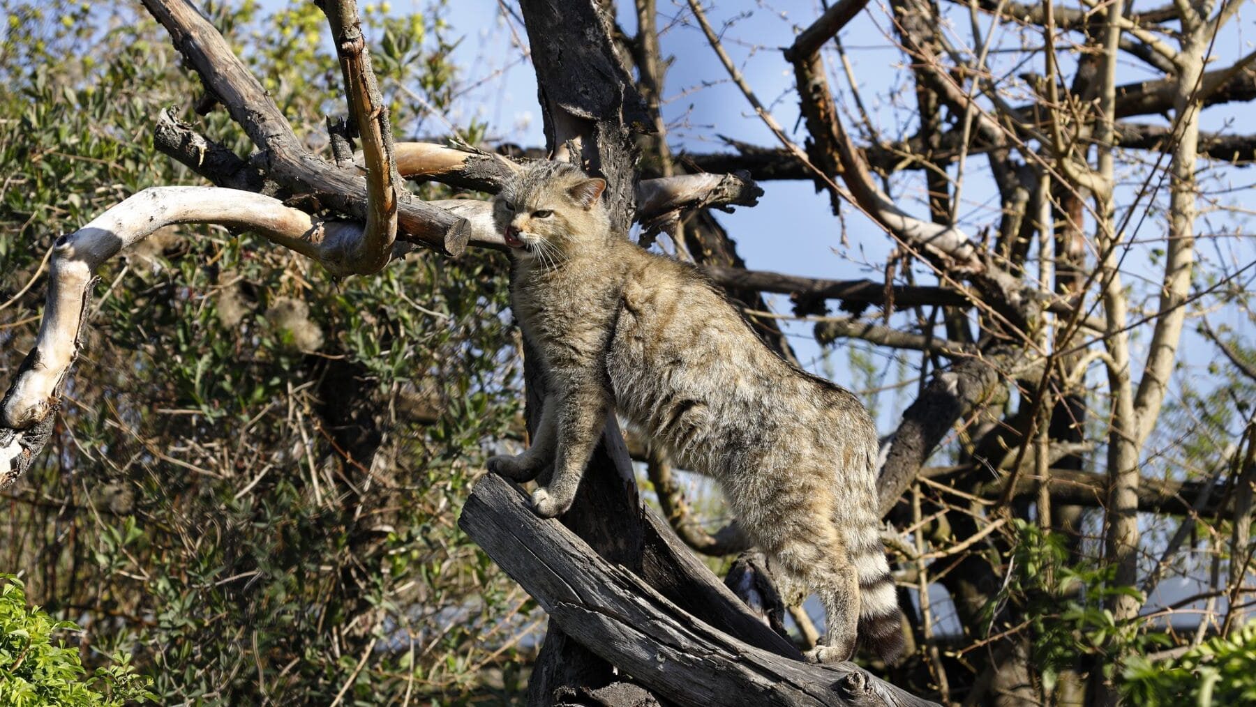Gato montés Andalucía