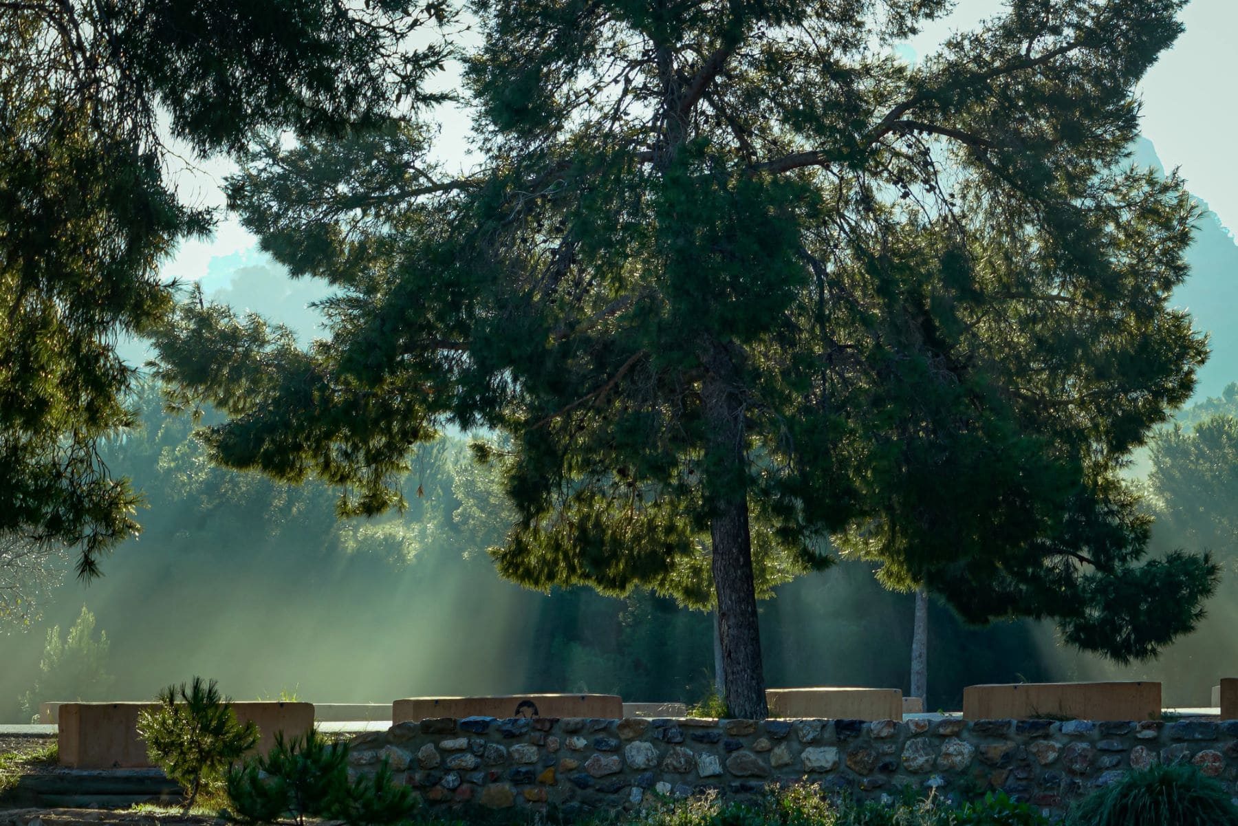 Murcia gestión forestal montes públicos