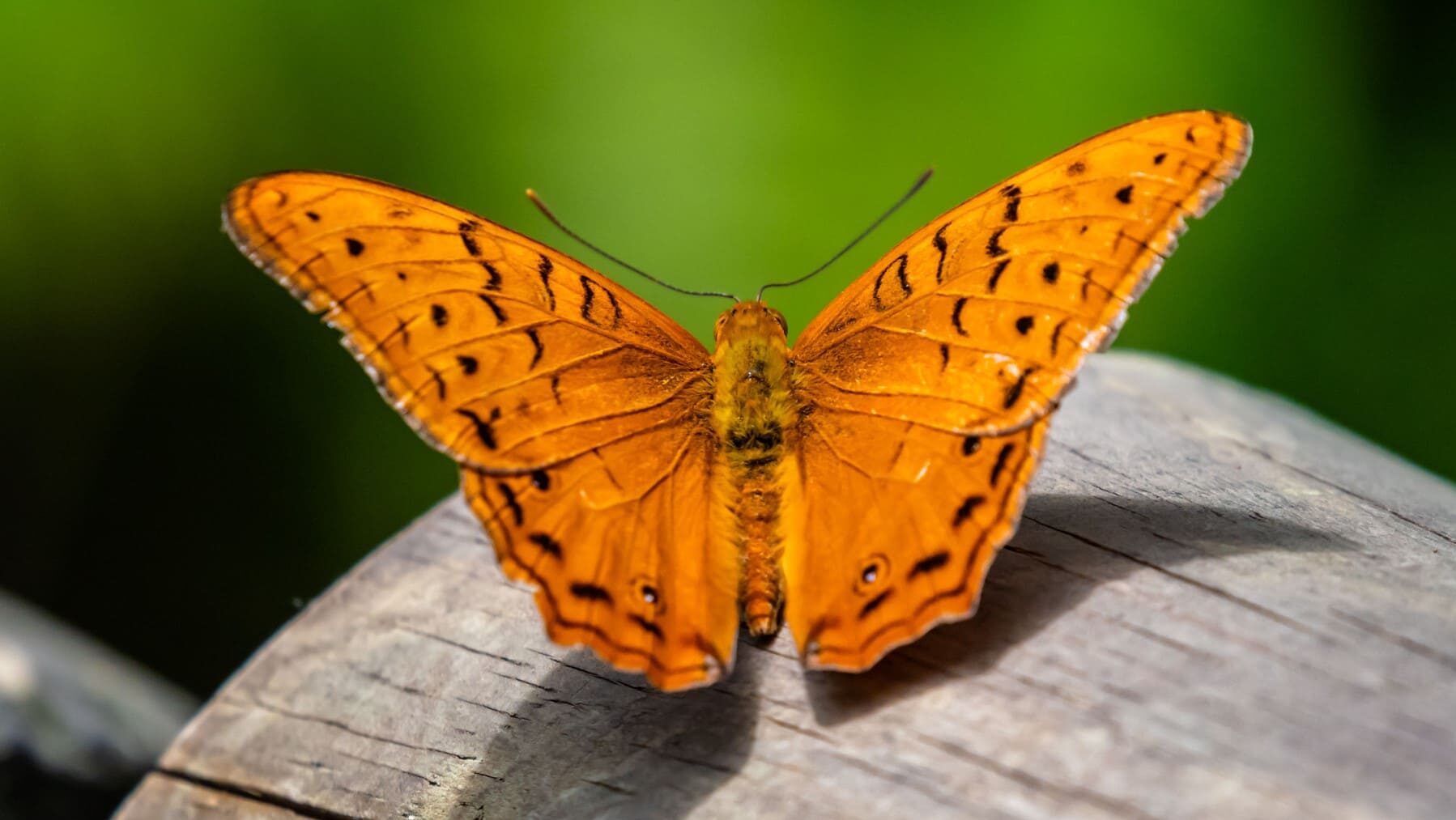 SIBECOL y AEET ciencia ciudadana congresos ecología