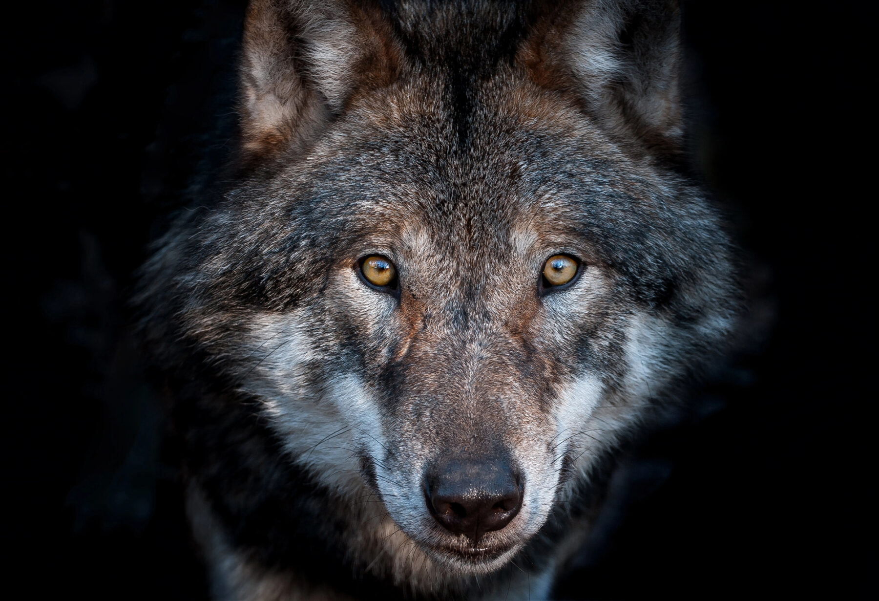 Unión Europea protección lobo