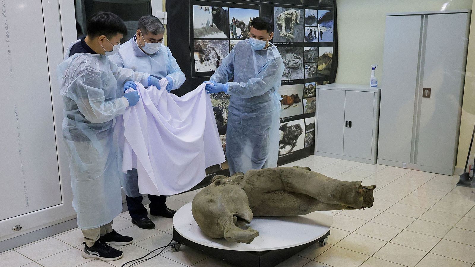 Mamut vivió hace 50.000 anos