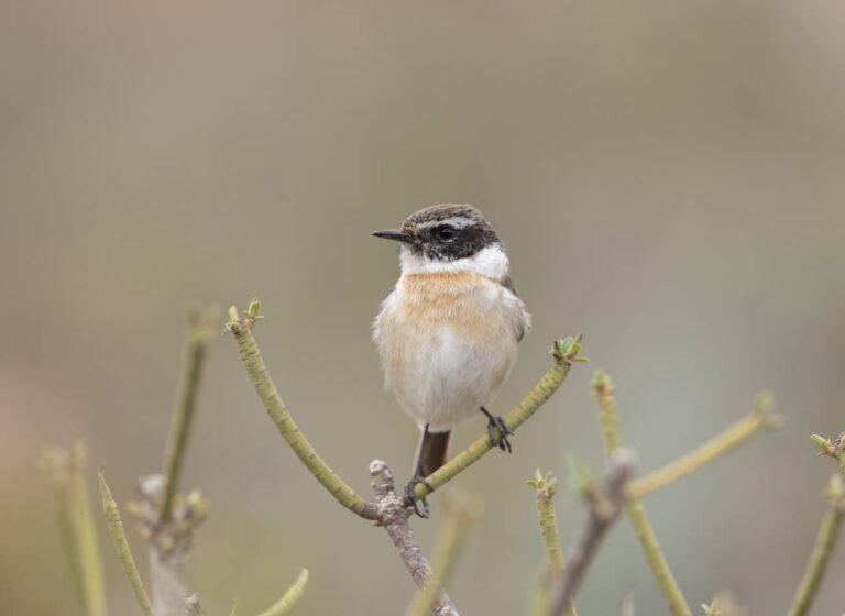 Tarabilla Canaria endémica colapsar cambio climático