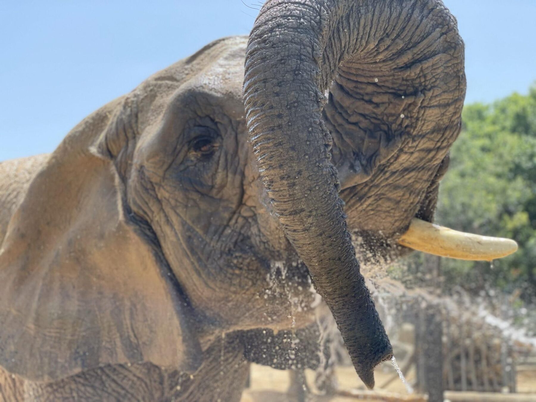 Circo Rioleón Safari Zoo Barcelona Yoyo elefanta