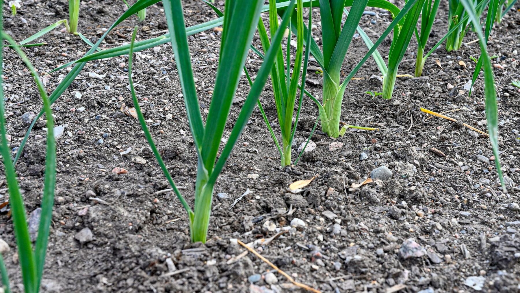 video producción ecológica Gran Canaria