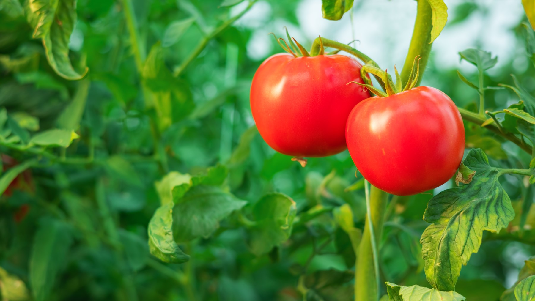 efluentes cultivos microalgas fertilizantes pesticidas naturales