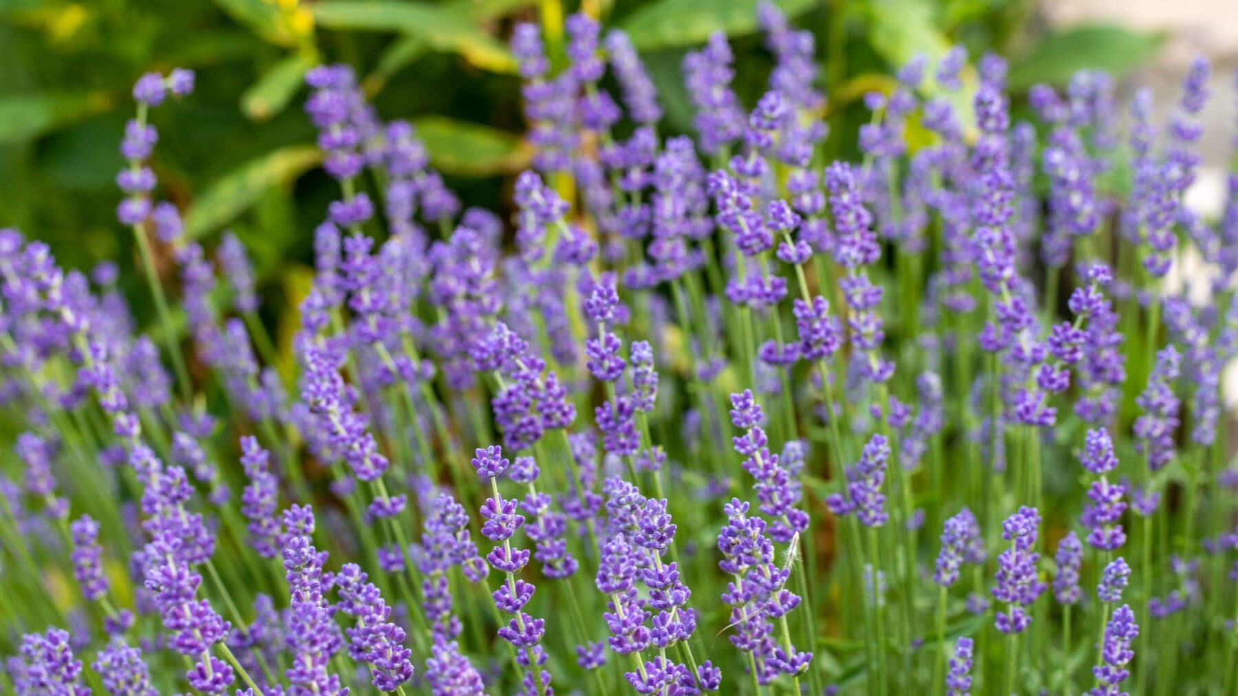 plantas aromático medicinales Murcia