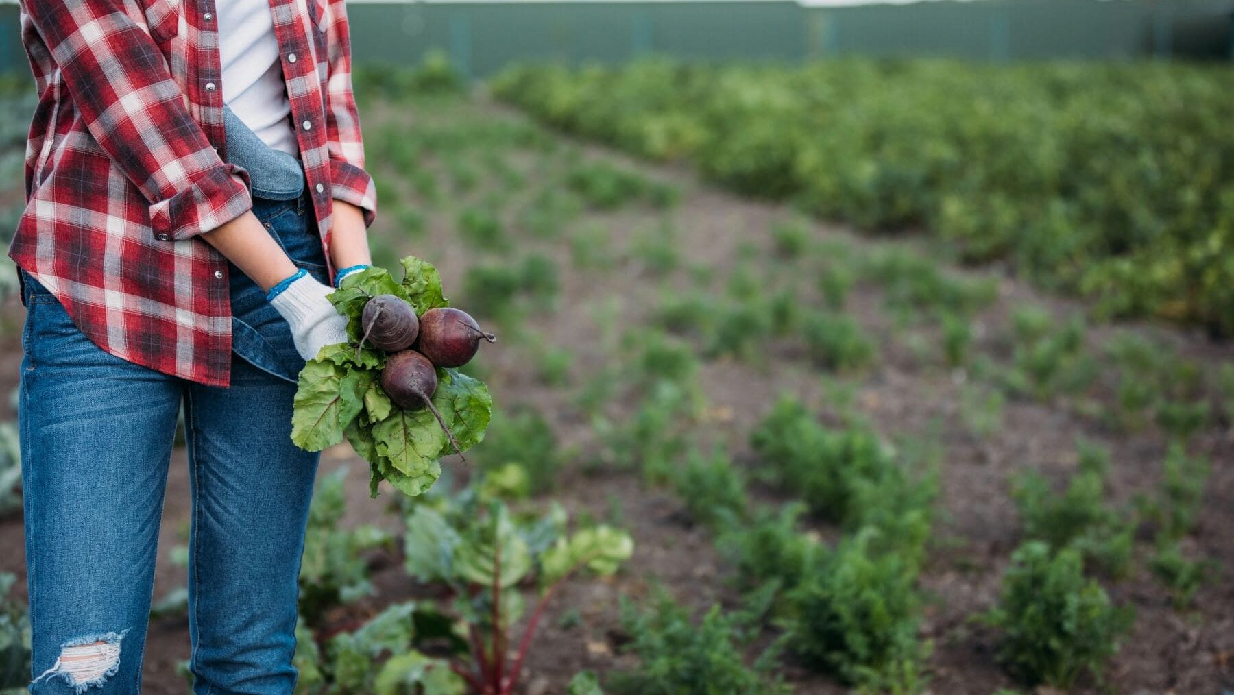 Premios Investigación Defensa Producción Ecológica