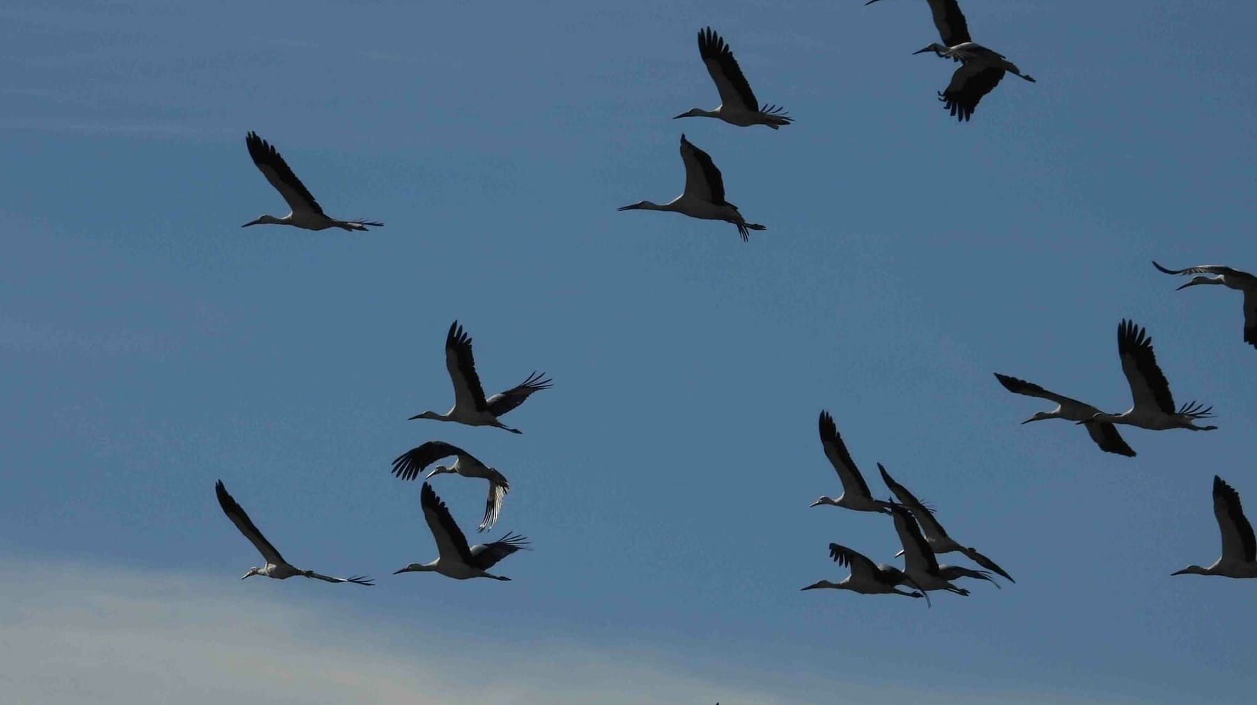 Censo Cigüeña blanca Tres Cantos