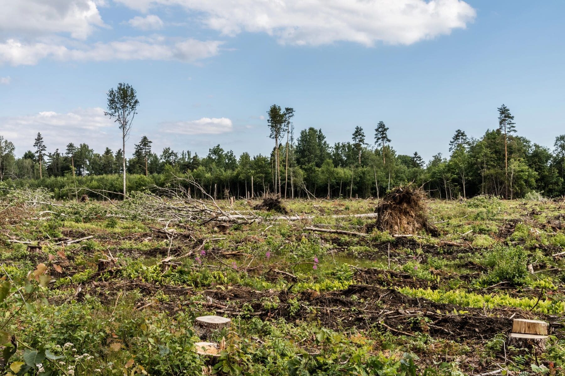 desafios medio ambiente bolivia 2025