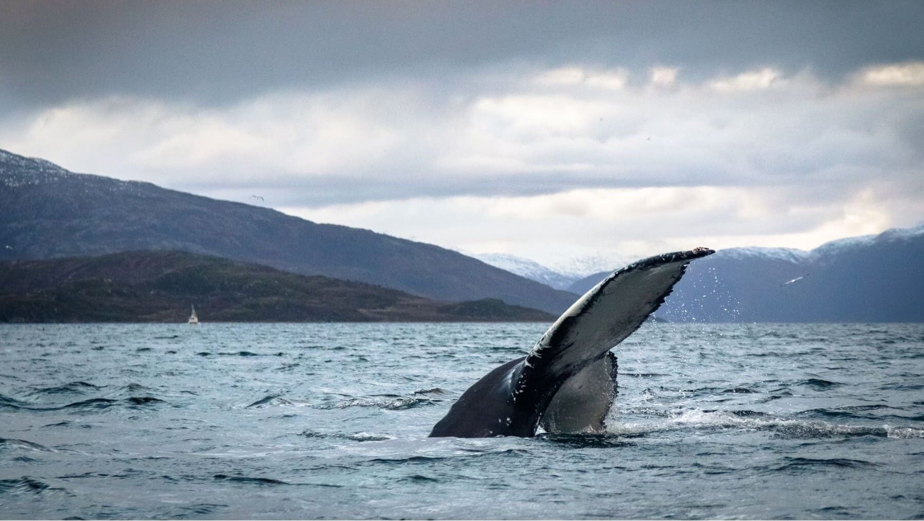 varamientos cetáceos costas gallegas