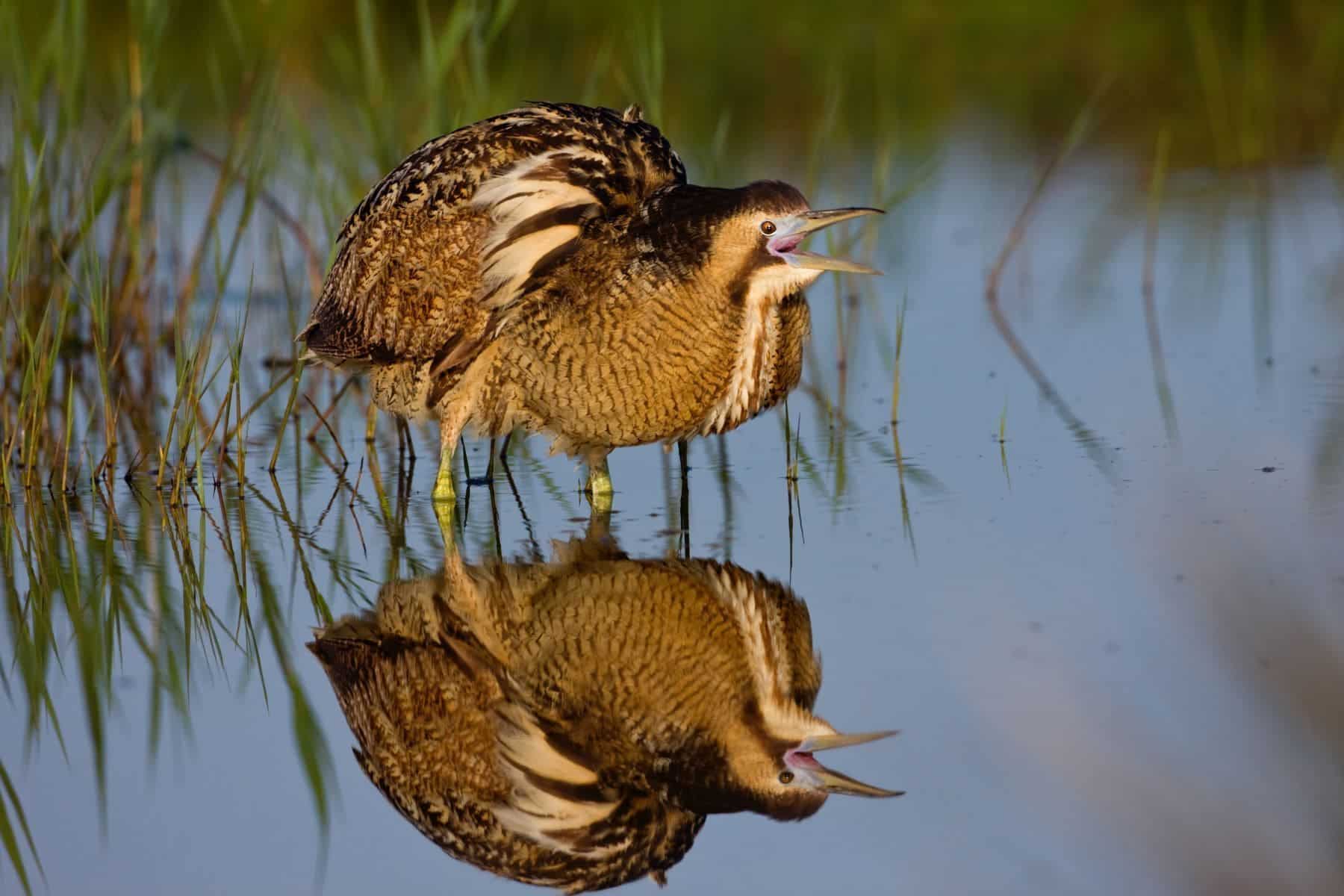 agua acuífero Doñana agricultura ilegal