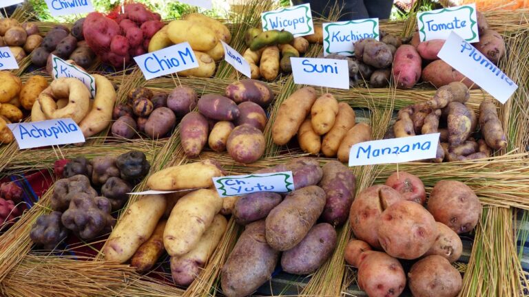América Latina cambio climático cosechas hambre desnutrición
