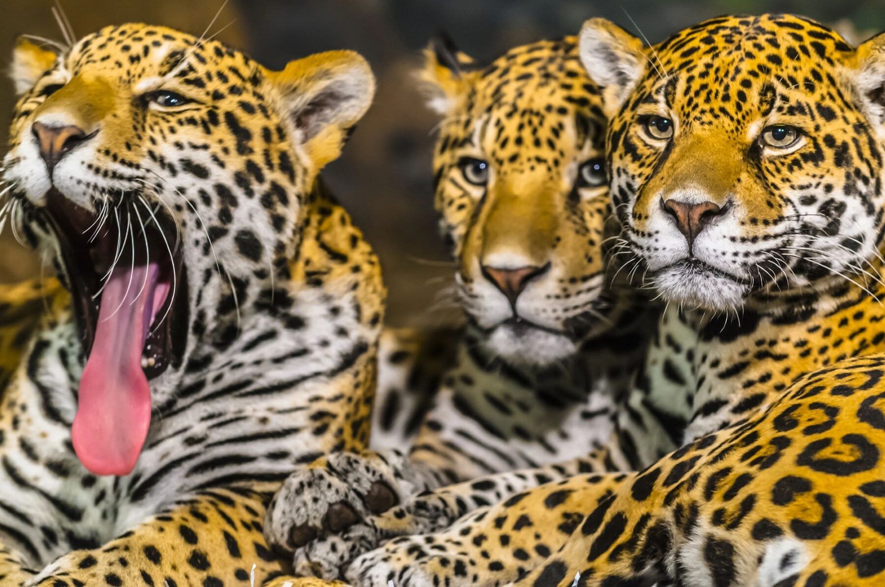 Animales biodiversidad Latinoamérica 2024