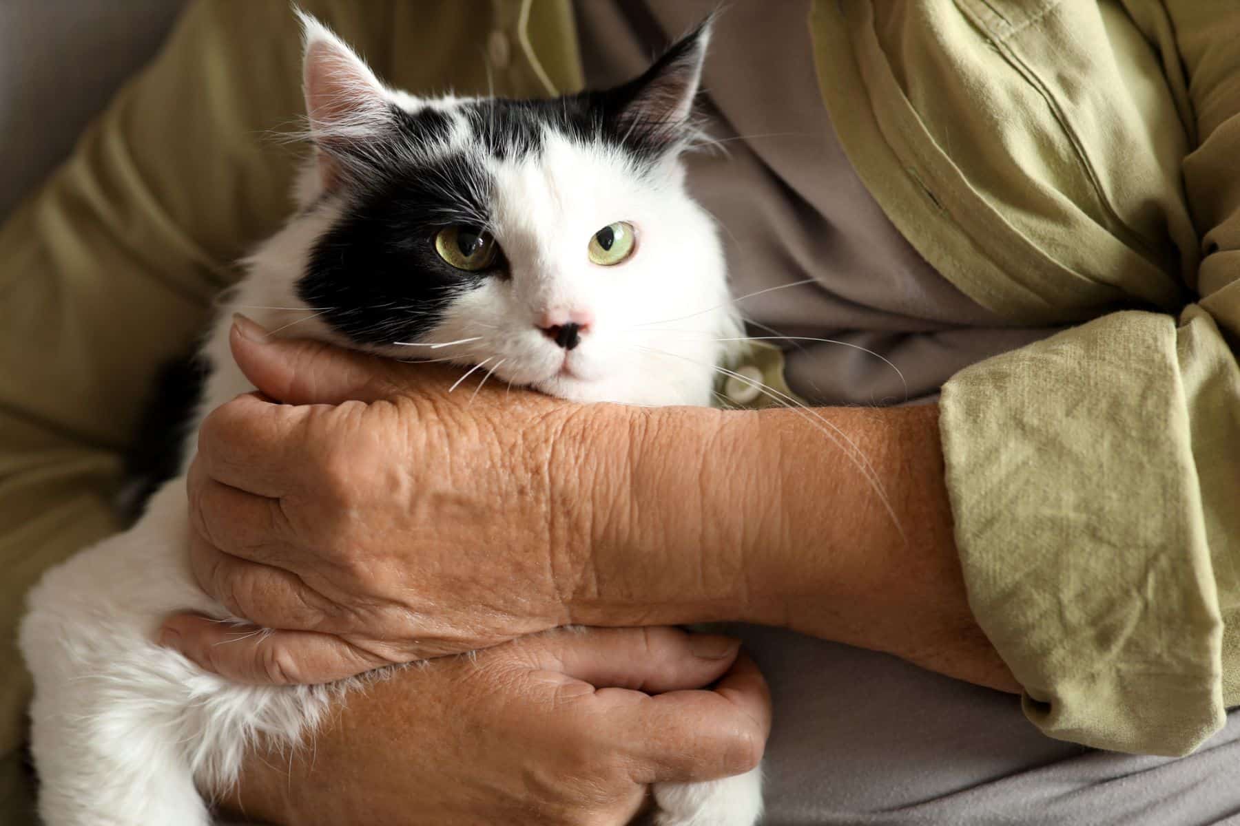 atención veterinaria gratuita animales compañía personas vulnerables