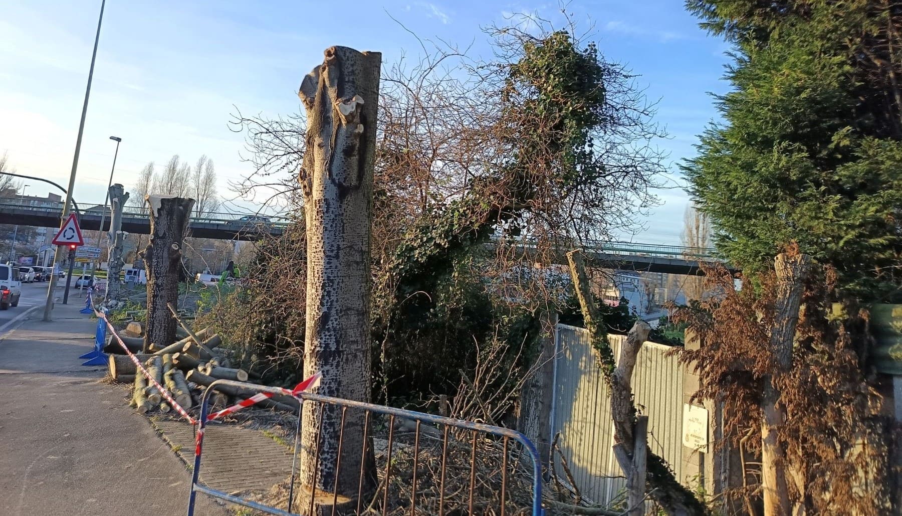 Avilés tala árboles