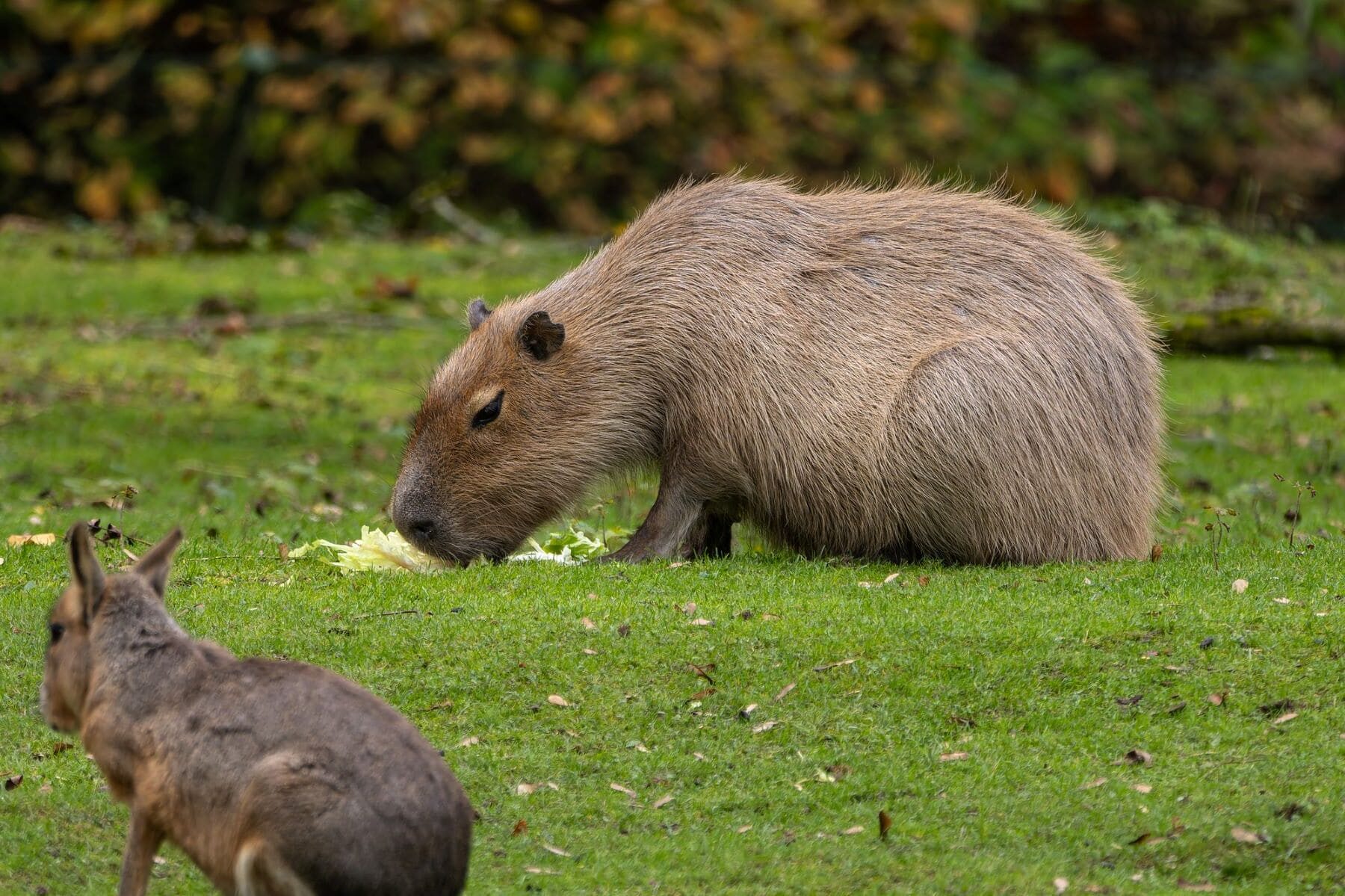Brasil rabia carpinchos